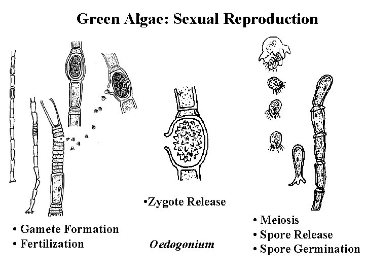 Green Algae: Sexual Reproduction • Zygote Release • Gamete Formation • Fertilization Oedogonium •