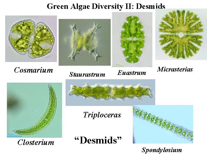Green Algae Diversity II: Desmids Cosmarium Staurastrum Euastrum Micrasterias Triploceras Closterium “Desmids” Spondylosium 
