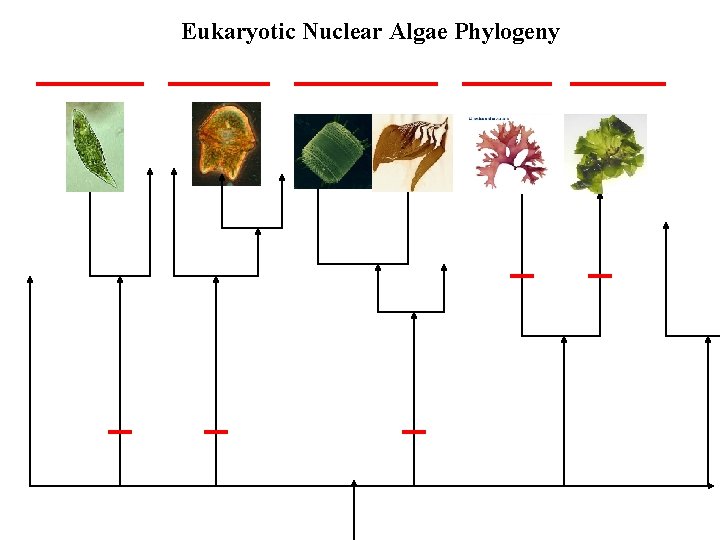 Eukaryotic Nuclear Algae Phylogeny 