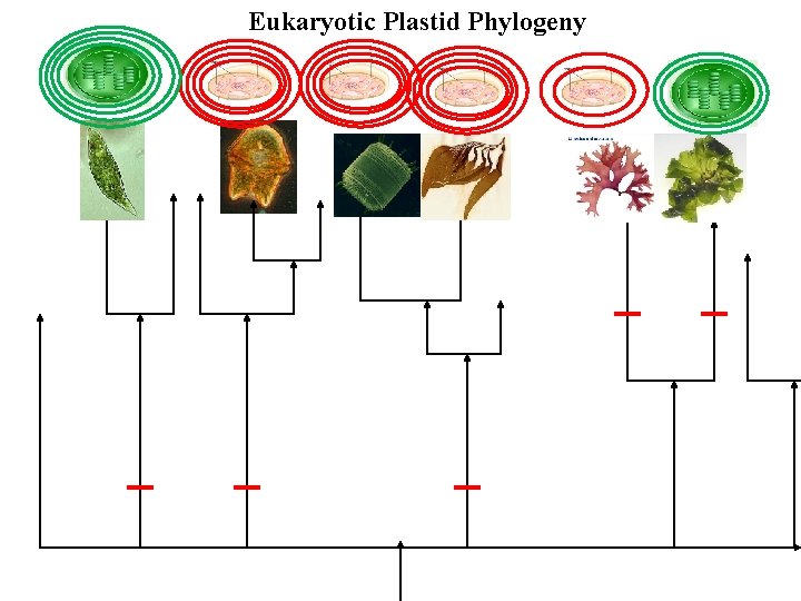 Eukaryotic Plastid Phylogeny 