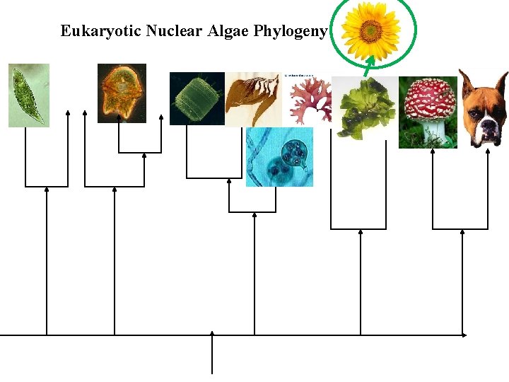 Eukaryotic Nuclear Algae Phylogeny 