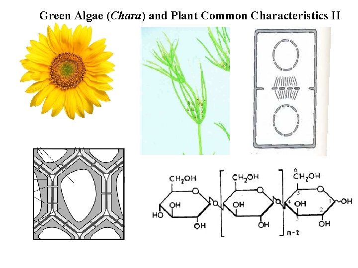 Green Algae (Chara) and Plant Common Characteristics II 