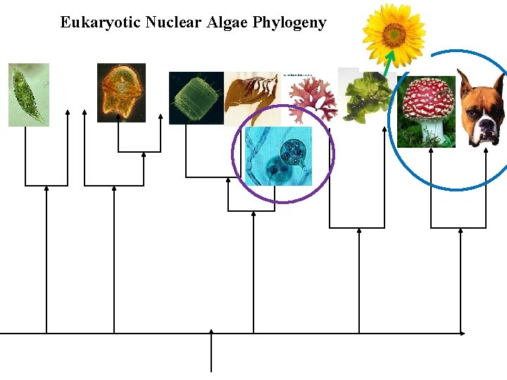 Eukaryotic Nuclear Algae Phylogeny 