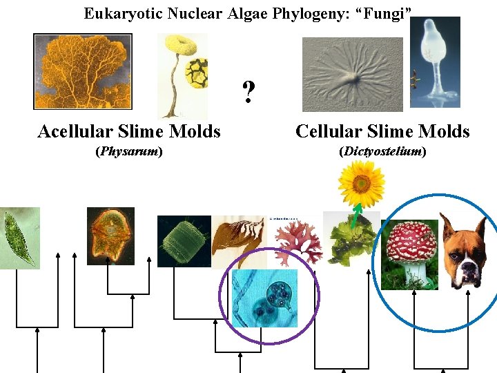 Eukaryotic Nuclear Algae Phylogeny: “Fungi” ? Acellular Slime Molds Cellular Slime Molds (Physarum) (Dictyostelium)