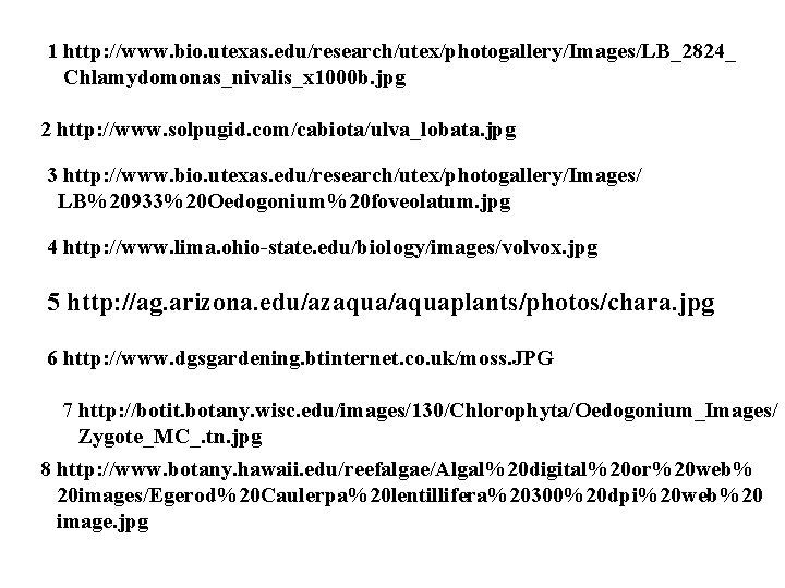 1 http: //www. bio. utexas. edu/research/utex/photogallery/Images/LB_2824_ Chlamydomonas_nivalis_x 1000 b. jpg 2 http: //www. solpugid.