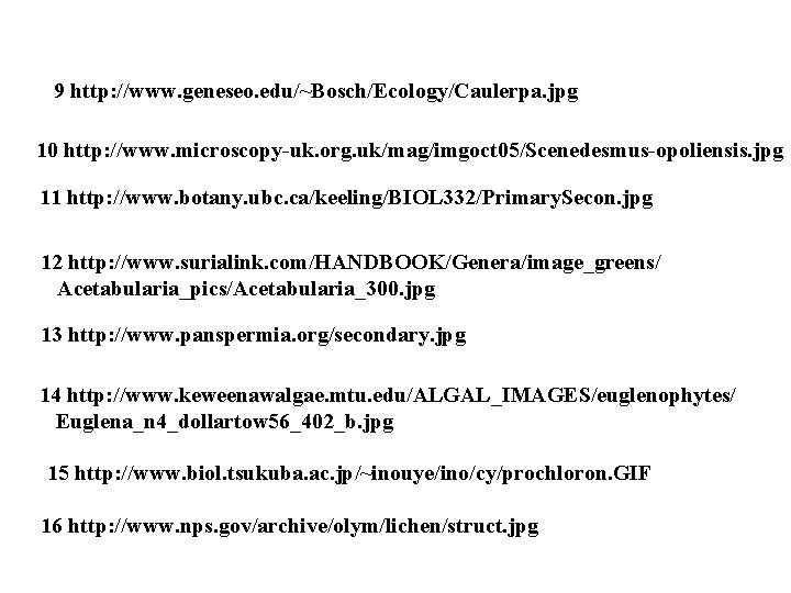 9 http: //www. geneseo. edu/~Bosch/Ecology/Caulerpa. jpg 10 http: //www. microscopy-uk. org. uk/mag/imgoct 05/Scenedesmus-opoliensis. jpg