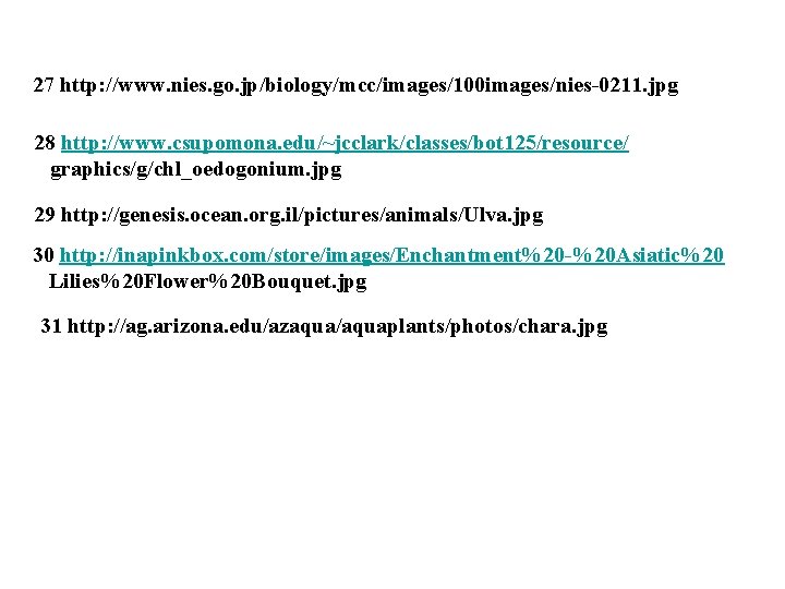 27 http: //www. nies. go. jp/biology/mcc/images/100 images/nies-0211. jpg 28 http: //www. csupomona. edu/~jcclark/classes/bot 125/resource/