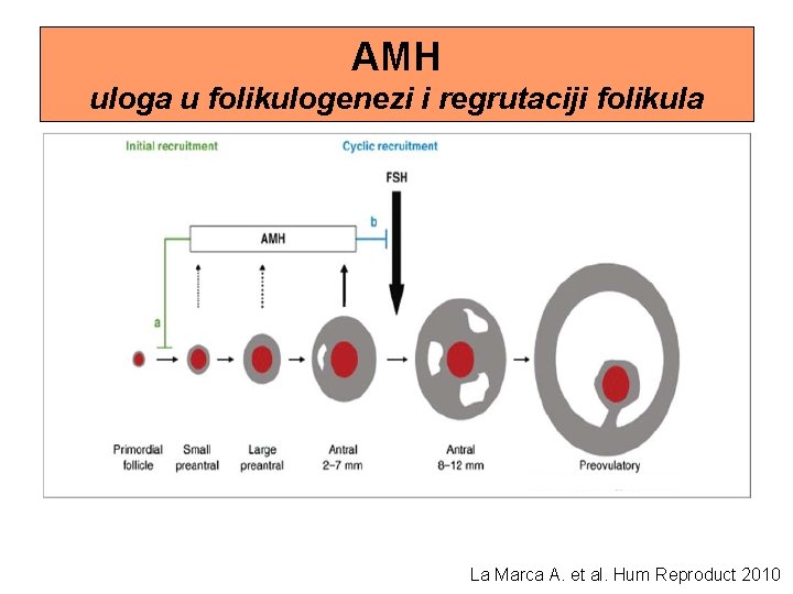 AMH uloga u folikulogenezi i regrutaciji folikula La Marca A. et al. Hum Reproduct