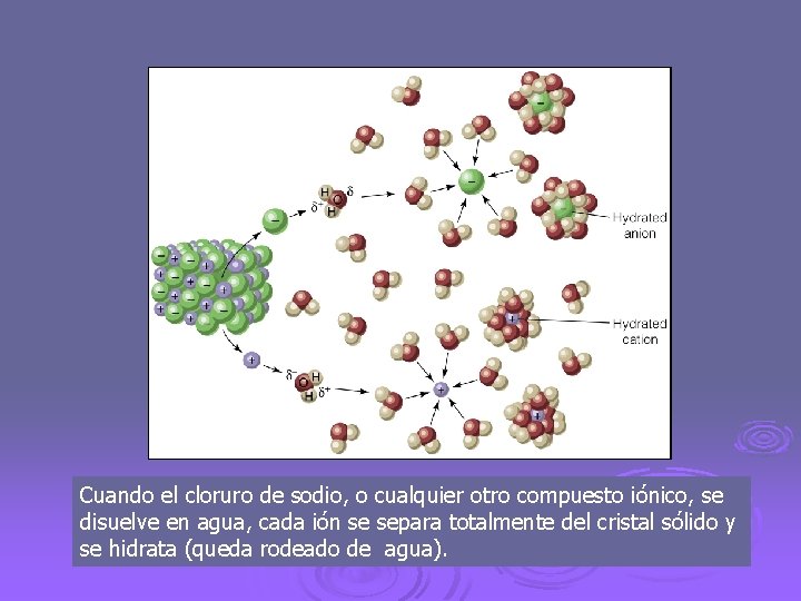 Cuando el cloruro de sodio, o cualquier otro compuesto iónico, se disuelve en agua,