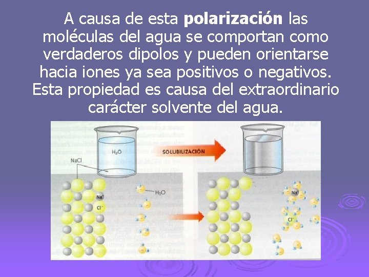 A causa de esta polarización las moléculas del agua se comportan como verdaderos dipolos