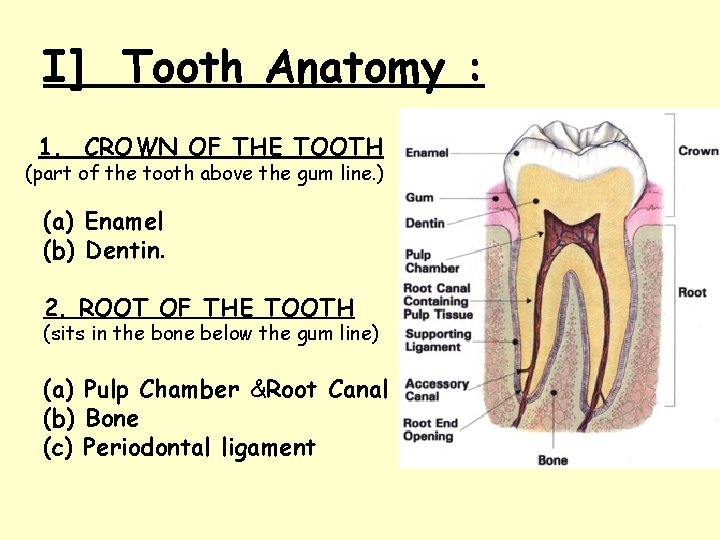 I] Tooth Anatomy : 1. CROWN OF THE TOOTH (part of the tooth above