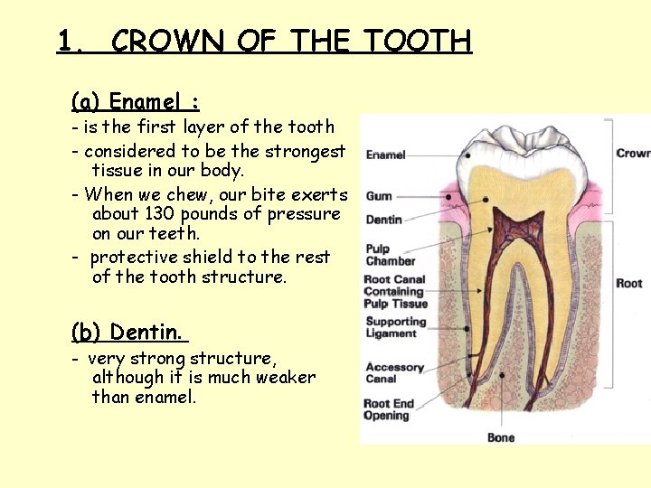 1. CROWN OF THE TOOTH (a) Enamel : - is the first layer of 1. CROWN OF THE TOOTH (a) Enamel : - is the first layer of