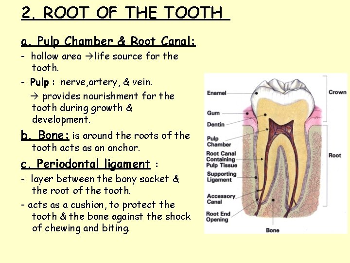 2. ROOT OF THE TOOTH a. Pulp Chamber & Root Canal: - hollow area