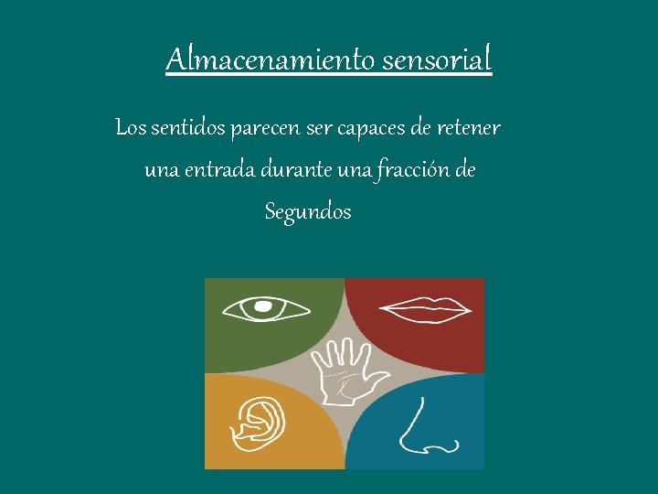 Almacenamiento sensorial Los sentidos parecen ser capaces de retener una entrada durante una fracción