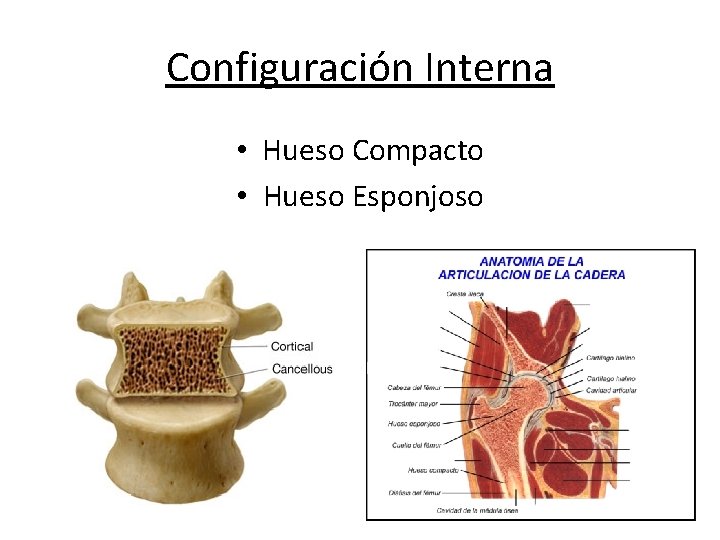 Configuración Interna • Hueso Compacto • Hueso Esponjoso 