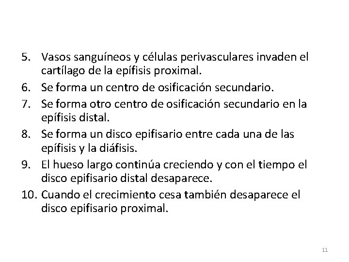 5. Vasos sanguíneos y células perivasculares invaden el cartílago de la epífisis proximal. 6.