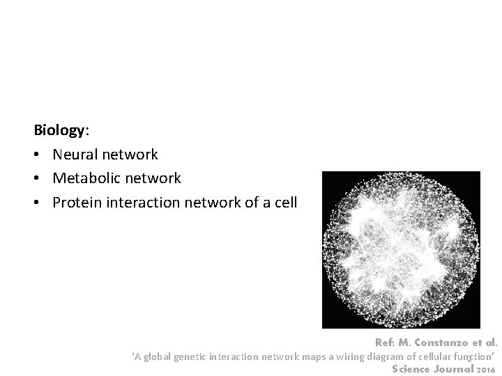 Biology: • Neural network • Metabolic network • Protein interaction network of a cell
