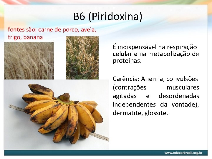 B 6 (Piridoxina) fontes são: carne de porco, aveia, trigo, banana É indispensável na B 6 (Piridoxina) fontes são: carne de porco, aveia, trigo, banana É indispensável na