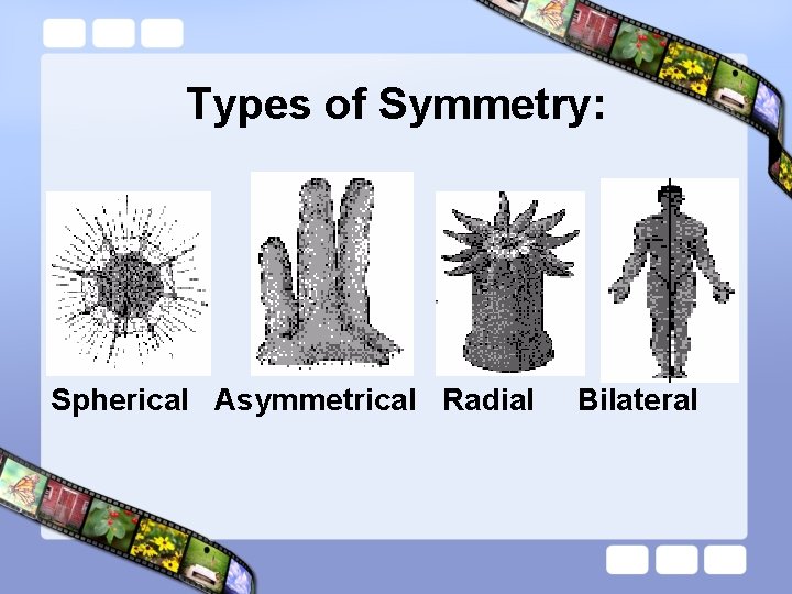 Types of Symmetry: Spherical Asymmetrical Radial Bilateral 