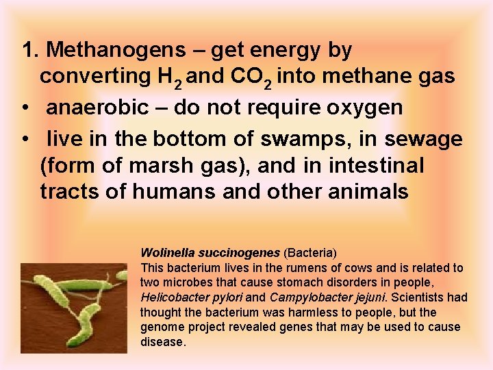 1. Methanogens – get energy by converting H 2 and CO 2 into methane
