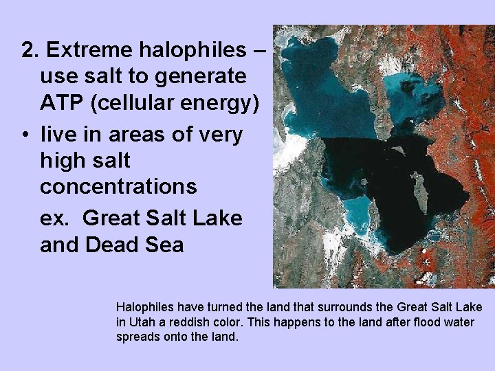 2. Extreme halophiles – use salt to generate ATP (cellular energy) • live in