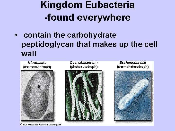 Kingdom Eubacteria -found everywhere • contain the carbohydrate peptidoglycan that makes up the cell