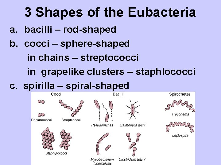 3 Shapes of the Eubacteria a. bacilli – rod-shaped b. cocci – sphere-shaped in