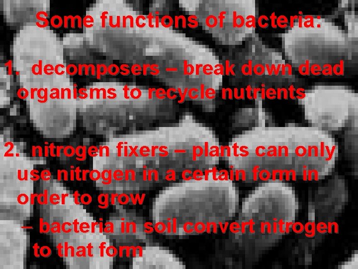 Some functions of bacteria: 1. decomposers – break down dead organisms to recycle nutrients