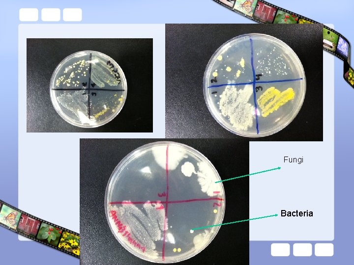 Fungi Bacteria 