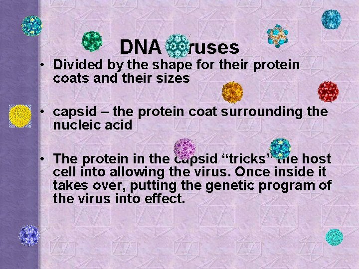 DNA Viruses • Divided by the shape for their protein coats and their sizes