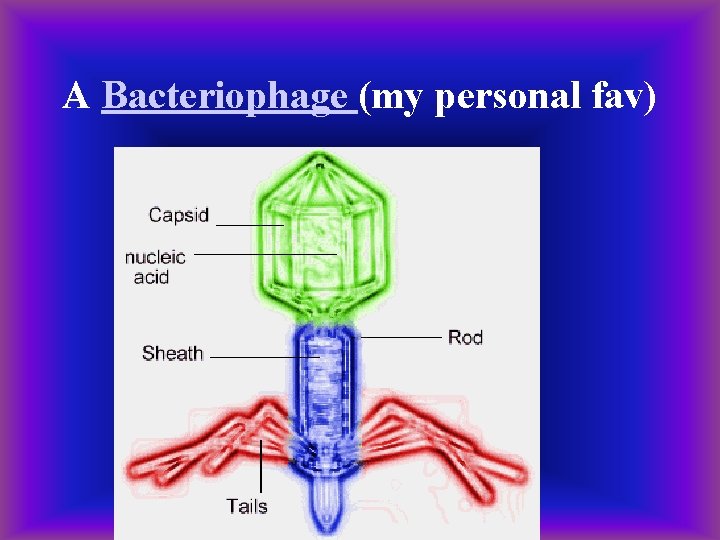 A Bacteriophage (my personal fav) 