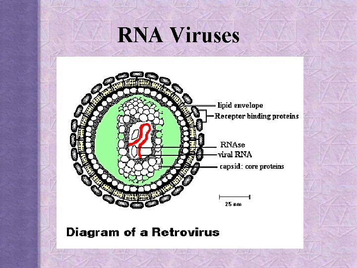 RNA Viruses 