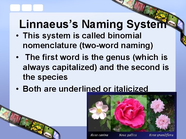 Linnaeus’s Naming System • This system is called binomial nomenclature (two-word naming) • The