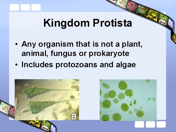 Kingdom Protista • Any organism that is not a plant, animal, fungus or prokaryote