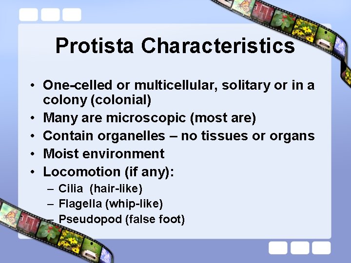 Protista Characteristics • One-celled or multicellular, solitary or in a colony (colonial) • Many