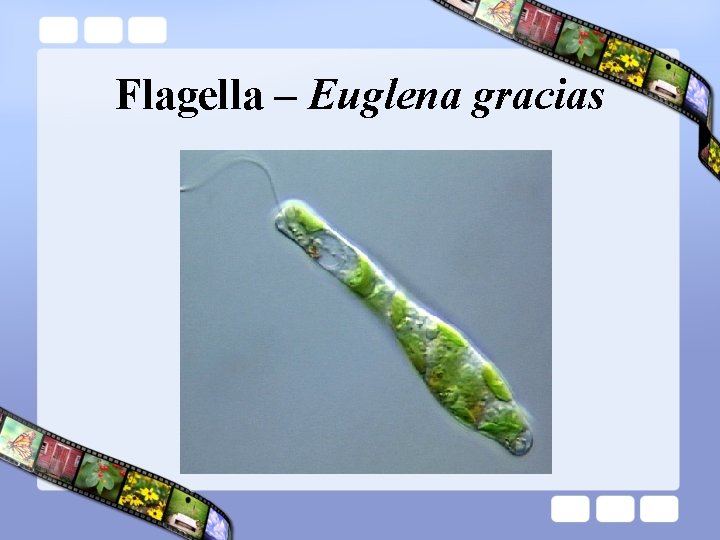 Flagella – Euglena gracias 