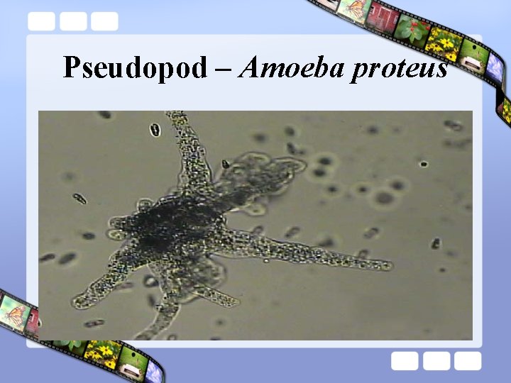 Pseudopod – Amoeba proteus 