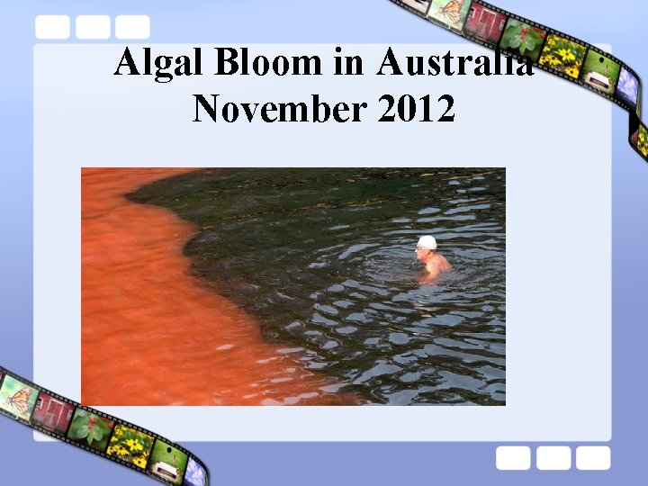 Algal Bloom in Australia November 2012 