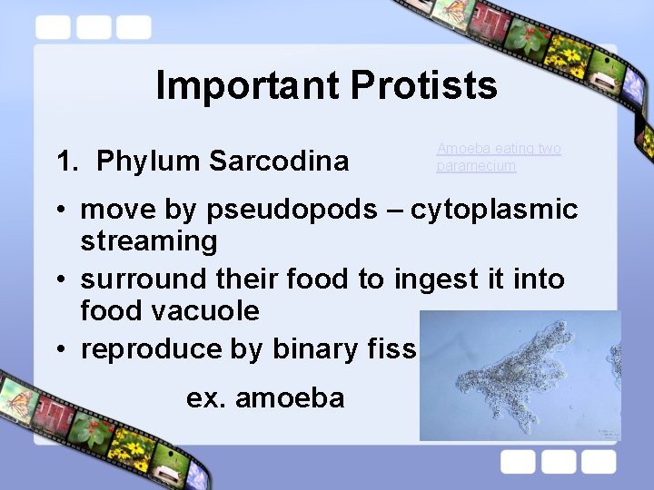 Important Protists 1. Phylum Sarcodina Amoeba eating two paramecium • move by pseudopods –