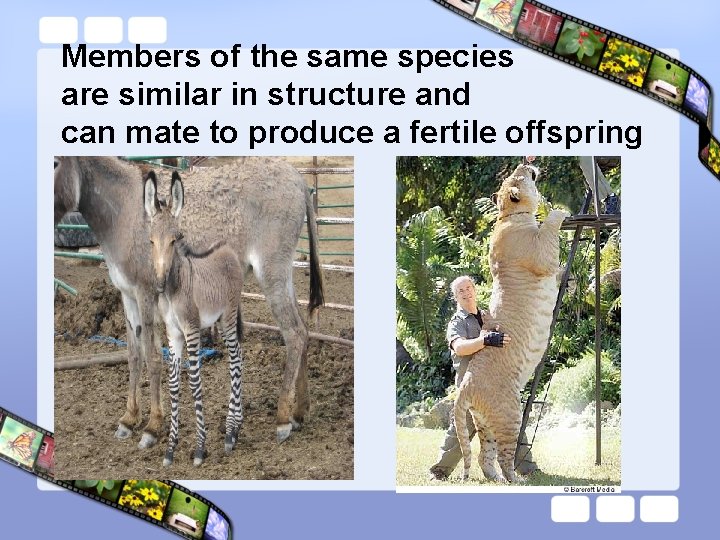 Members of the same species are similar in structure and can mate to produce