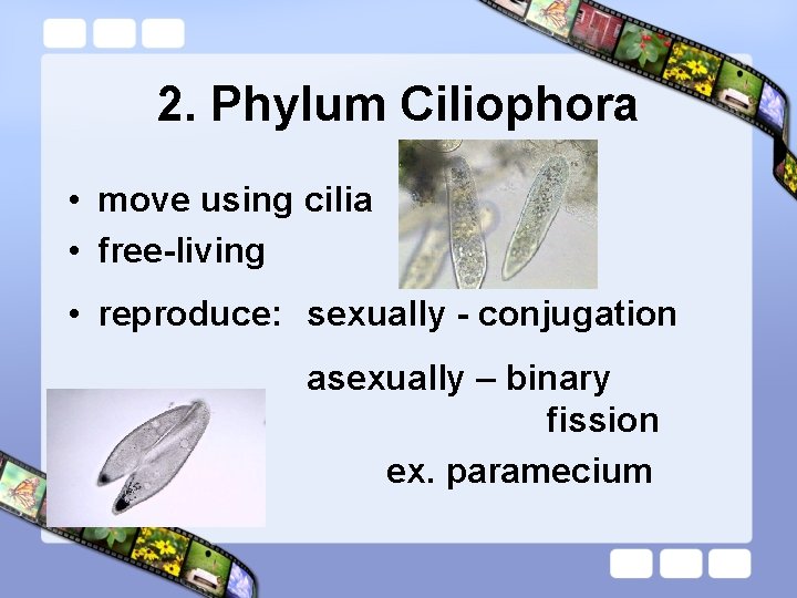 2. Phylum Ciliophora • move using cilia • free-living • reproduce: sexually - conjugation