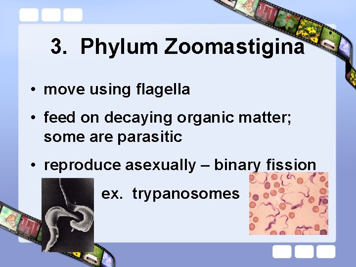 3. Phylum Zoomastigina • move using flagella • feed on decaying organic matter; some