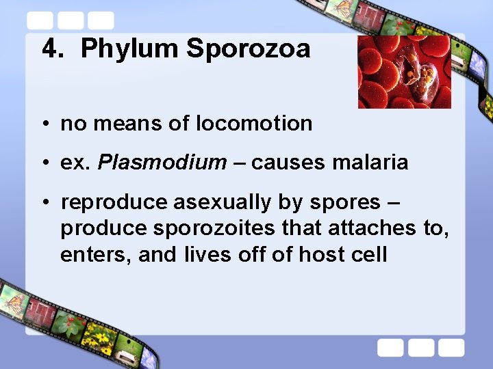 4. Phylum Sporozoa • no means of locomotion • ex. Plasmodium – causes malaria