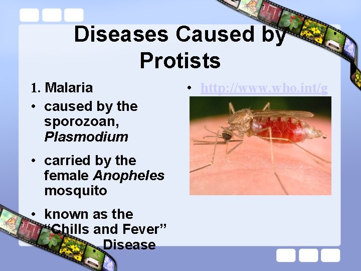Diseases Caused by Protists 1. Malaria • caused by the sporozoan, Plasmodium • carried
