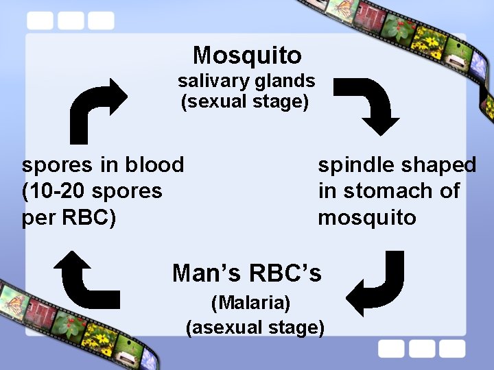 Mosquito salivary glands (sexual stage) spores in blood (10 -20 spores per RBC) spindle