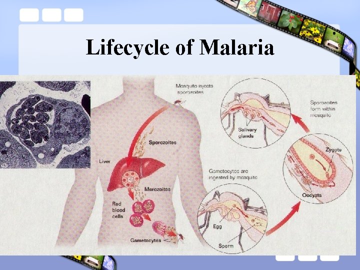 Lifecycle of Malaria 