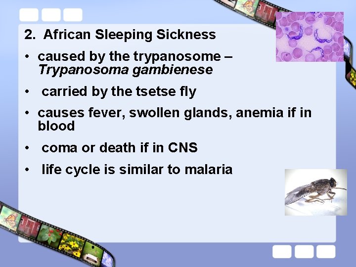 2. African Sleeping Sickness • caused by the trypanosome – Trypanosoma gambienese • carried