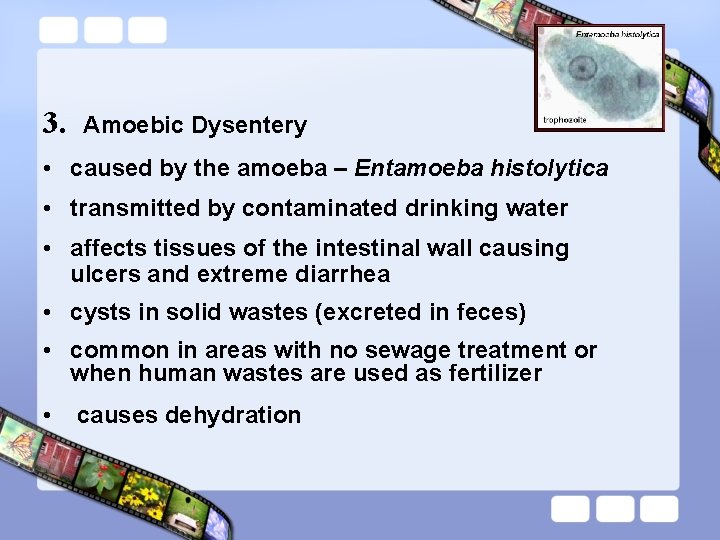 3. Amoebic Dysentery • caused by the amoeba – Entamoeba histolytica • transmitted by