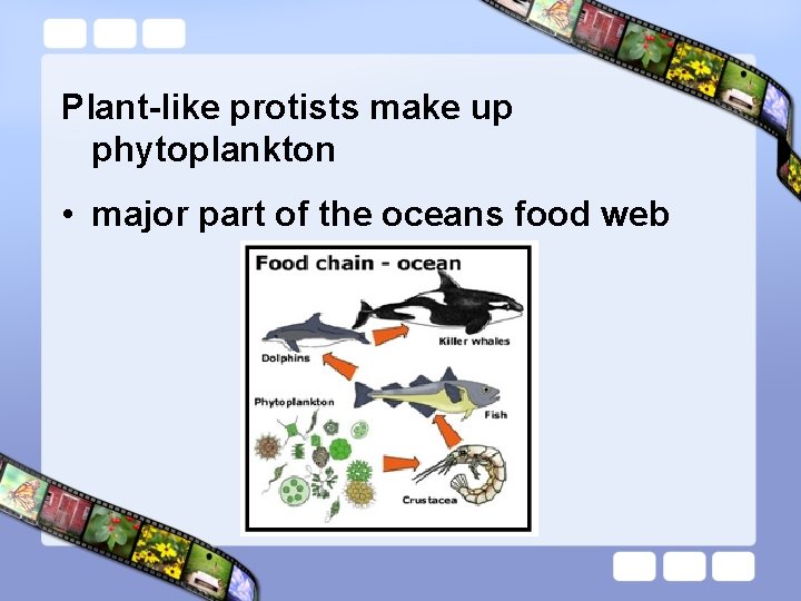 Plant-like protists make up phytoplankton • major part of the oceans food web 