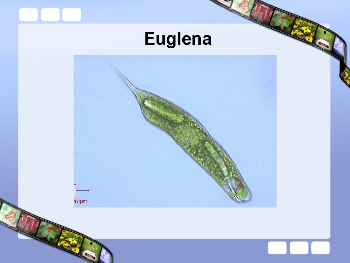 Euglena 